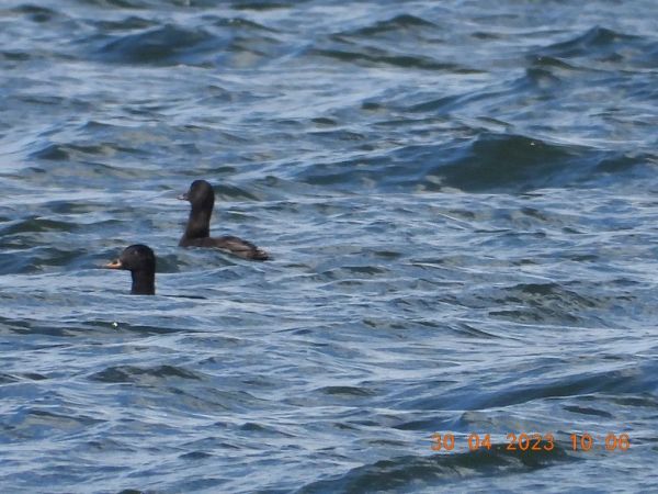 Velvet Scoter  - Piotr Klukiewicz